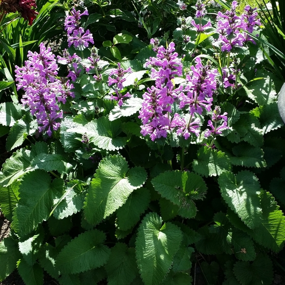 Meet your Posher, Lee. - Picture 1 of 1